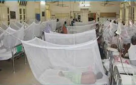 ডেঙ্গুতে আরও ৮ জনের মৃত্যু, হাসপাতালে ভর্তি ১০১৭